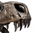 Mercana Lagrane Metal Replica Dinosaur Tyrannosaurus Black/Brass T-Rex Skull