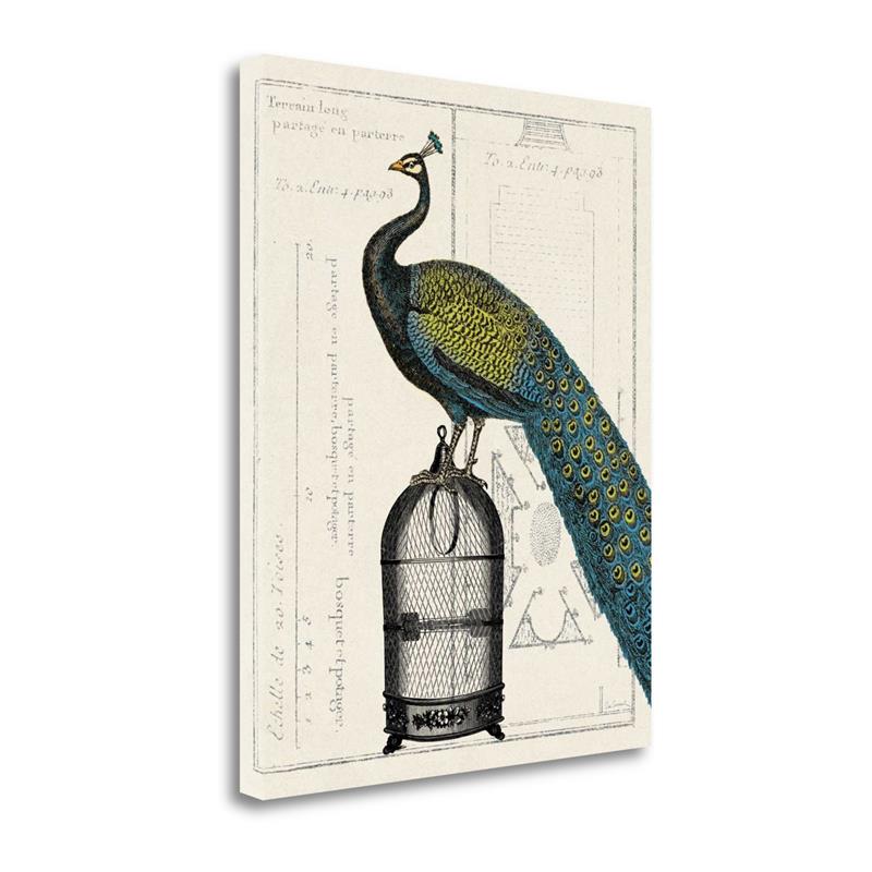 23 x 28 Peacock Birdcage II By Sue Schlabach- Print on Canvas Fabric Multi-Color