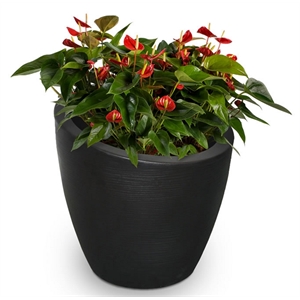 Mayne Modesto 20&quot Round Weatherproof Modern Plastic Planter in Black