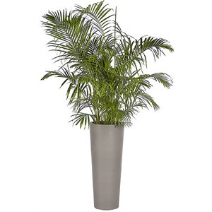 Sunpan Arbor 15&quot Round Modern Large Concrete Planter in Dark Gray