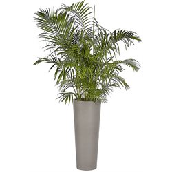 Decorative Accents