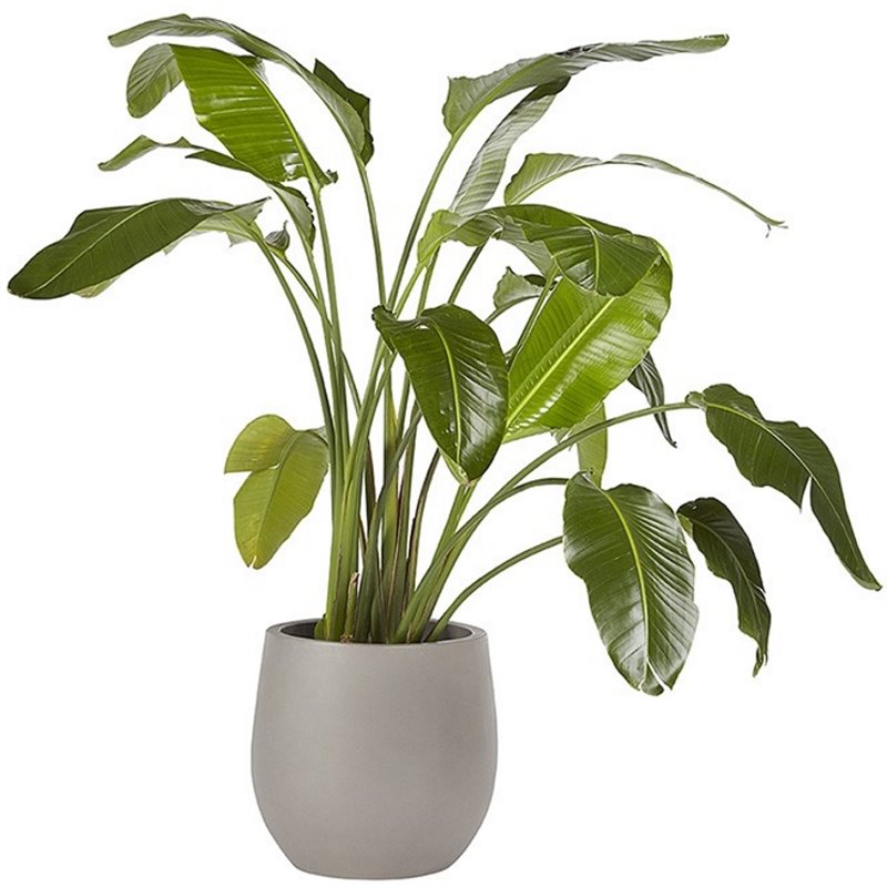 Sunpan Rosen 19.75