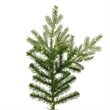 Vickerman 9' Plastic Sherwood Fir LED Lights Artificial Christmas Tree in Green
