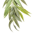 Vickerman 6' Plastic Artificial Muddy White Willow Garland in Green
