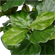 Vickerman 8' Artificial Green Potted Fiddle Tree.