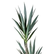 Vickerman 60