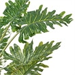 Vickerman 38