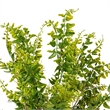 Vickerman 20