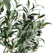 Vickerman 72