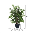 Vickerman 4' Artificial Ming Aralia Bush with Rattan Basket in Green