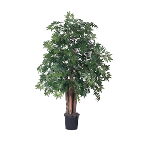 Vickerman 4' Artificial Ming Aralia Bush with Black Plastic Pot in Green