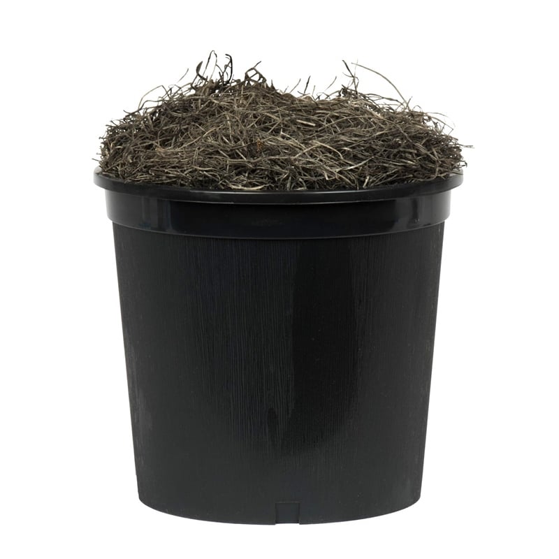 Vickerman 4' Artificial Variegated Smilax Bush with Black Pot in Green/White