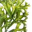 Vickerman 31.5