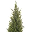 Vickerman 7' Plastic Artificial UV Resistant Pond Cypress Tree with Pot in Green