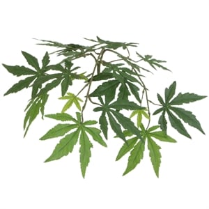 Vickerman 4' Artificial Japanese Maple Bush with Black Plastic Pot in Green