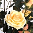 Vickerman 45