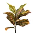 Vickerman 7' Potted Artificial Green and Orange Croton Tree