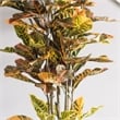 Vickerman 7' Potted Artificial Green and Orange Croton Tree