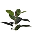 Vickerman 7' Potted Artificial Green Rubber Tree.