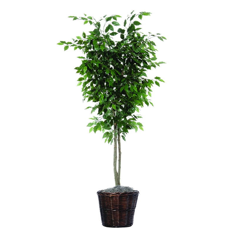 Vickerman 6' Artificial Ficus Deluxe Tree with Rattan Basket in Green