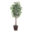 Vickerman 6' Artificial Ficus Tree with Rattan Basket in Dark Green