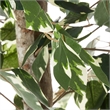 Vickerman 6' Artificial Variegated Ficus Tree with Rattan Basket in Green/White