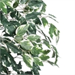 Vickerman 6' Artificial Variegated Ficus Tree with Rattan Basket in Green/White