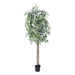 Vickerman 6' Artificial Variegated Ficus Tree with Black Pot in Green/White