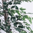 Vickerman 6' Artificial Variegated Ficus Tree with Black Pot in Green/White