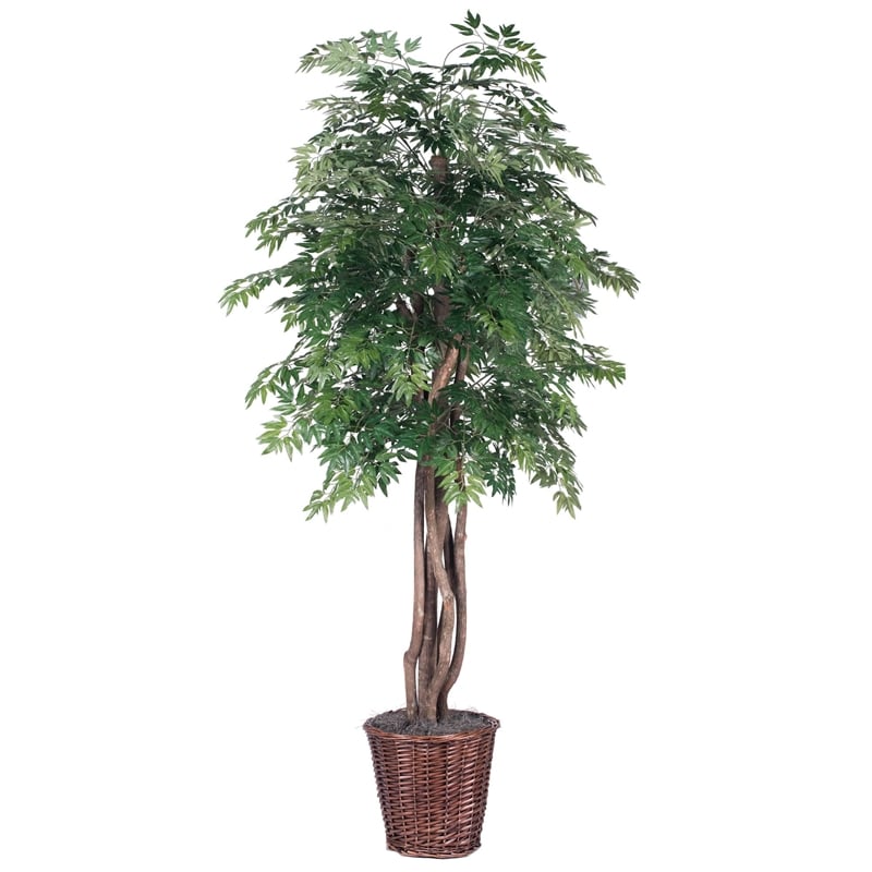 Vickerman 6' Artificial Ming Aralia Executive Tree with Rattan Basket in Green