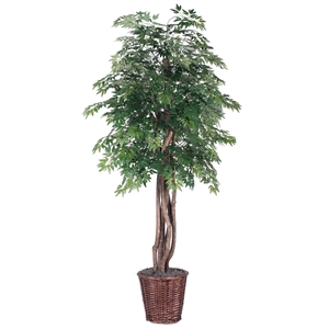 Vickerman 6' Artificial Ming Aralia Executive Tree with Rattan Basket in Green