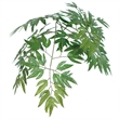 Vickerman 6' Artificial Ming Aralia Executive Tree with Rattan Basket in Green