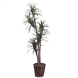 Vickerman 6' Artificial Marginata Executive Tree with Rattan Basket in Green