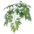 Vickerman 4' Artificial Ming Aralia Extra Full Bush with Basket in Dark Green