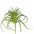 Vickerman 5