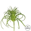 Vickerman 5