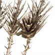 Vickerman 38