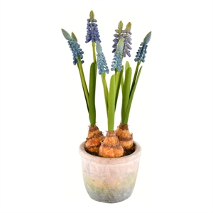 Vickerman 10&quot Fabric Artificial Hyacinths with Container in Blue (Set of 2)