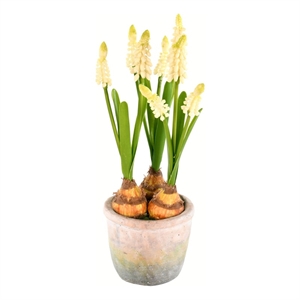 Vickerman 10&quot Fabric Artificial Hyacinths with Container in Yellow (Set of 2)