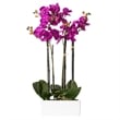 Vickerman 21