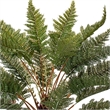 Vickerman 30