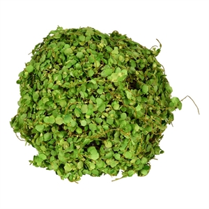 Vickerman 6'' Plastic Artificial Mini Leaves Ball in Green (Set of 2)