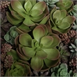 Vickerman 16.5