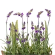 Vickerman 16