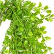 Vickerman 31
