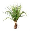 Vickerman 19