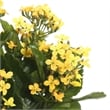 Vickerman 17.25