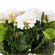 Vickerman 17.5