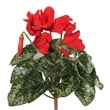 Vickerman 11