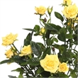 Vickerman 15